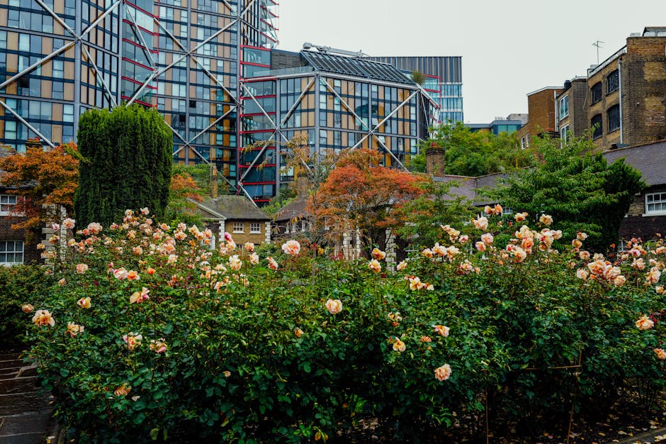 A vibrant garden scene featuring a dense cluster of blooming roses with pale pink and peach petals, surrounded by glossy dark green foliage. The roses are planted in well-maintained flower beds with d